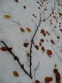 SVL_2007_10_1_P1010282