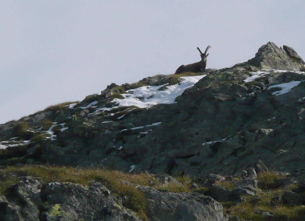 SVL_2008_08_1000_P1030836.JPG - Majestätisch wacht der Steinbock auf Gößnitzscharte +2737m