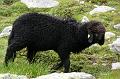 SVL_2008_08_0700_P1030746