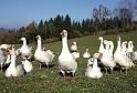 SVL_2008_10_00024